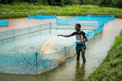 Types of fish farming systems Legit.ng