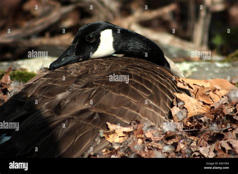 Canada goose nesting Stock Photo - Alamy