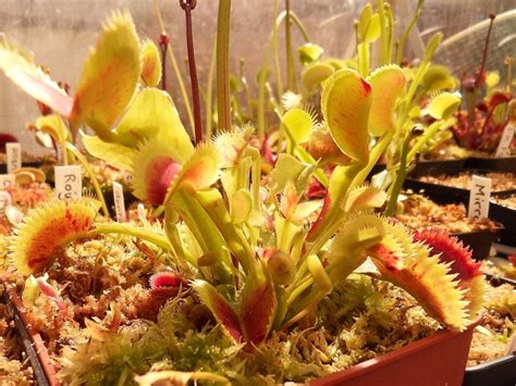 Photo of my Venus flytrap cultivars - Dionaea - Carnivorous Plants UK