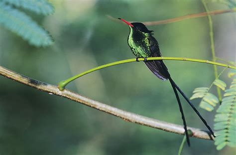 28 Species Of Birds Unique to Jamaica - WorldAtlas