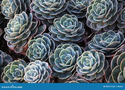 Green succulents stock image. Image of form, care, daytime - 90721125