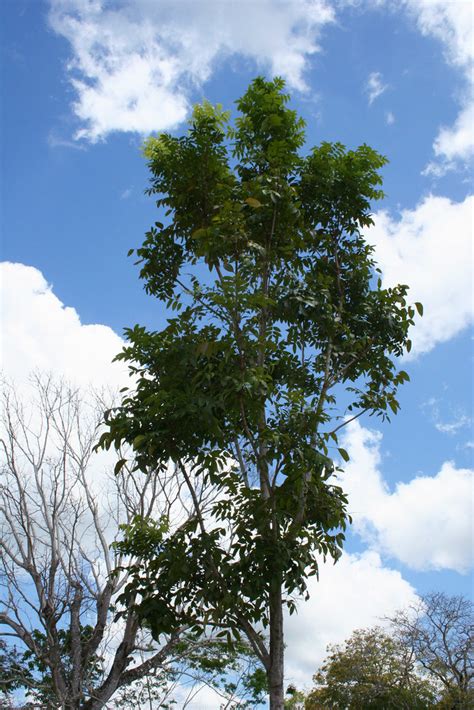 mahogany tree | The state tree of Belize is the Mahogany Tre… | Flickr