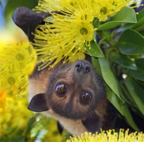 A type of Australian Fruit Bat. These beautiful & essential creatures need to be saved. | Fox ...