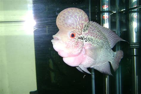 Zhen Zhu Malau Flowerhorn products,Indonesia Zhen Zhu Malau Flowerhorn ...