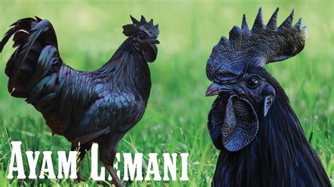 Ayam Cemani: all about the all-black chicken - YouTube