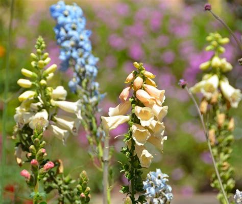 Snapdragon (Antirrhinum Majus) Growing & Care Guide for Gardeners