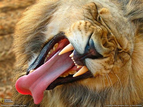 National Geographic Lion Tongues Animals Wallpaper - Resolution ...