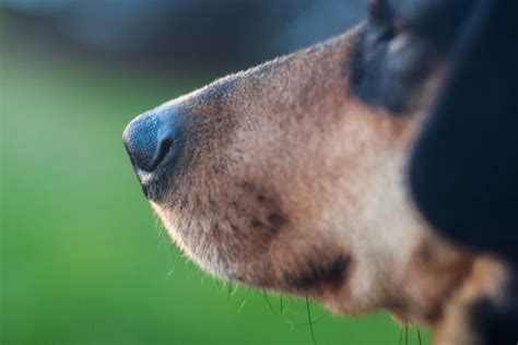 Rottsky - Size | Temperament | Shedding | Price | Training | Traits