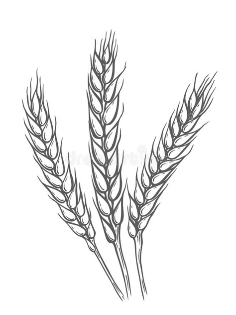 Wheat Plant Drawing at PaintingValley.com | Explore collection of Wheat Plant Drawing