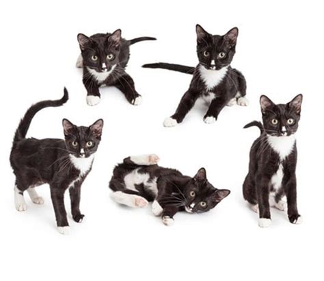 What Personality Makes The Tuxedo Cat Breed Different? | Tuxedo cat ...