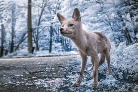 I took a trip to Chernobyl's exclusion zone and photographed it in infrared