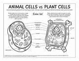 Cells Coloring Pages sketch template