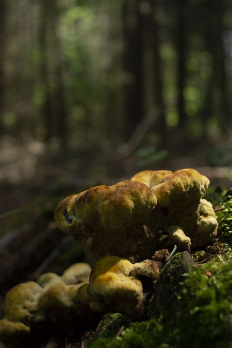 Mushroom Forest Nature - Free photo on Pixabay - Pixabay