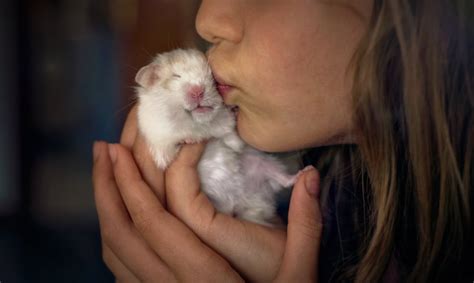 Hamsters | The 8 Best Small Pets for Cuddling | POPSUGAR UK Pets Photo 2