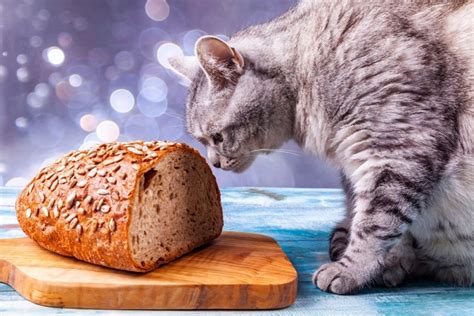 Why Do Cats Like Bread So Much? 5 Likely Reasons | Hepper