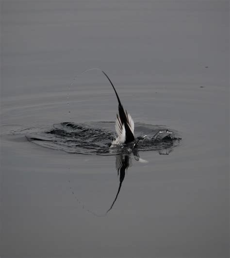 Identification of 9 Diving Duck Species: A Photographic Guide | Miles Hearn