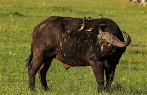 Amazing 3 Day Amboseli Safari | Flash McTours