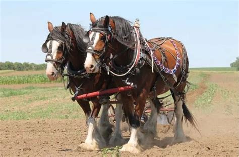 Clydesdale horse imported in 1824 - Australian food history timeline