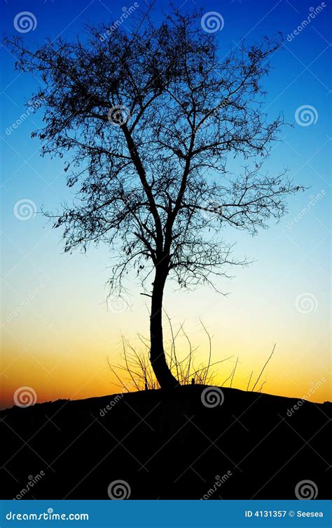 Sunset tree silhouette stock image. Image of graceful - 4131357