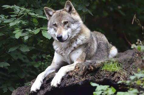 Wolves can show as much attachment to humans as dogs do, hinting at how ...