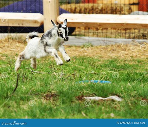 Jumping Baby Goat stock photo. Image of agriculture, farm - 67987026