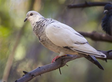 Rock Pigeon | Audubon Field Guide