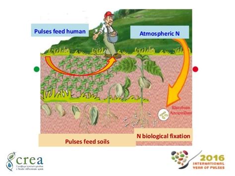 PULSE CROPS FOR SUSTAINABLE PRODUCTION INTENSIFICATION