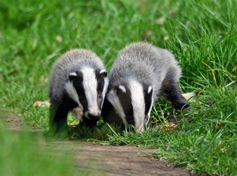 Badger cubs | Brandon Marsh 14.04.18 | neildnash | Flickr