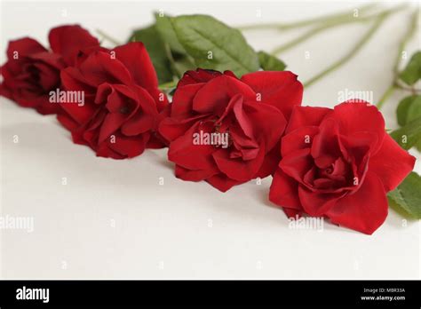 red roses the symbol of love Stock Photo - Alamy