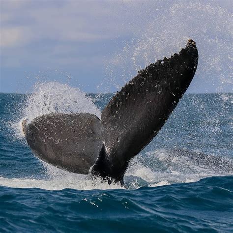 Port Macquarie Whale Watching | Rydges Port Macquarie