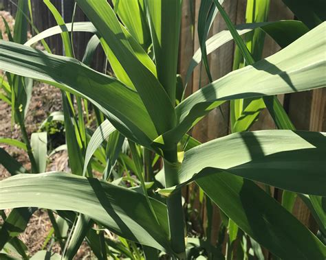 Giant Reed (Arundo donax) - Tualatin Soil and Water Conservation District