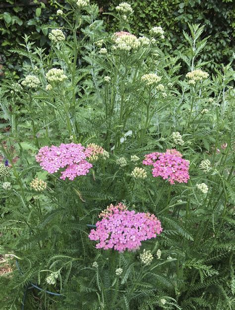 Yarrow Flower Bloom - Free photo on Pixabay - Pixabay