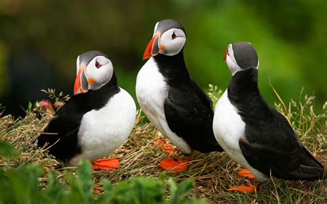 Puffin Wallpapers - Wallpaper Cave