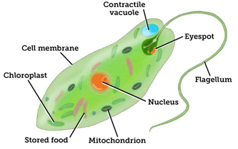 A euglena is a unicellular organism. Choose an everyday object, such as a car, to use as a model ...