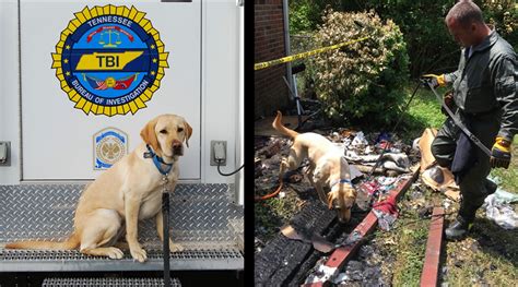 TBI Accelerant Detection Canine Recertification - WGNS Radio