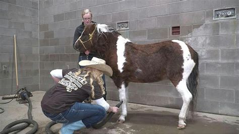 Why Does University of Wyoming Have To Share Pistol Pete Mascot With ...