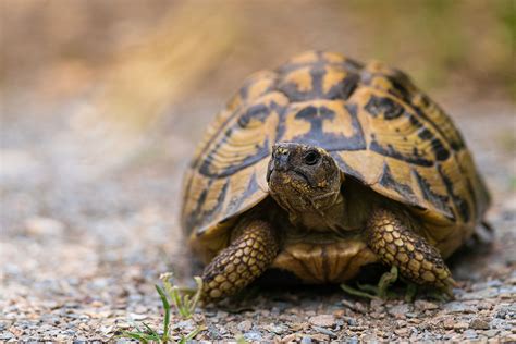 Testudo hermanni | JuzaPhoto