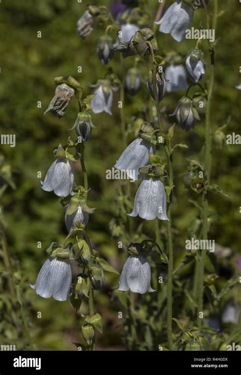 Bonnet Bellflower, Codonopsis clematidea, in flower in garden; from ...