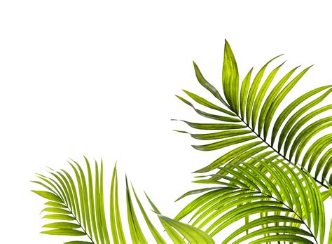 green leaf of palm tree on transparent background png file 10124427 PNG