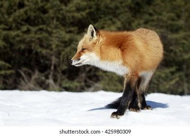 Red Fox Hunting Snow Stock Photo 425980309 | Shutterstock