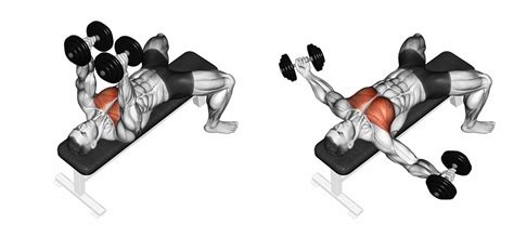 Dumbbell Fly (Butterfly)