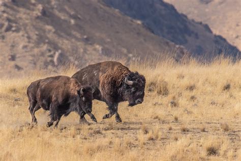 Running bison | Two bison running somewhere at the Antelope … | Flickr