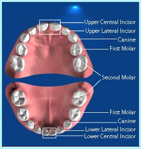 Knowing Your Teeth - Oral Health Care Zone for Grown-ups