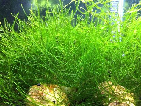 Aquatic Arts Java Moss - Live Aquarium Plant | Live aquarium plants, Planted aquarium ...