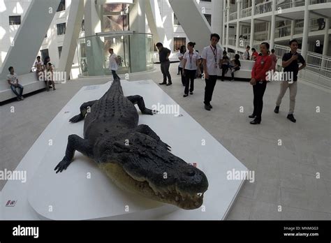 Philippines crocodile hi-res stock photography and images - Alamy