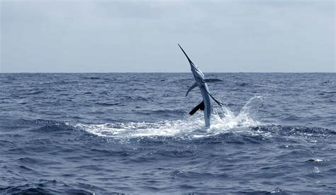 Sailfish Pictures - AZ Animals