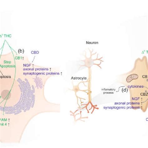 Neuroprotective mechanisms in Parkinson's disease activated by... | Download Scientific Diagram