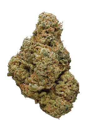 Purple Mango Strain - Hybrid Cannabis Video Review : Hytiva