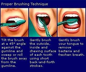 Tooth & Gums: Brushing Technique