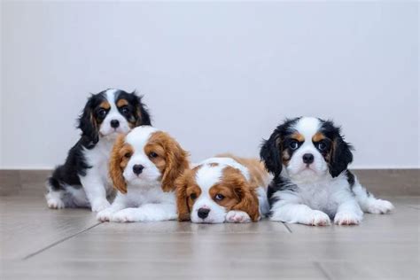 Cavalier King Charles Spaniel Colors: The Four Main Colors Explained in ...